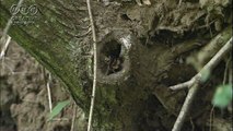 徳川高人 木の穴に隠れるカニ