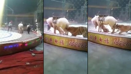Un tigre et une lionne attaquent un cheval dans un cirque
