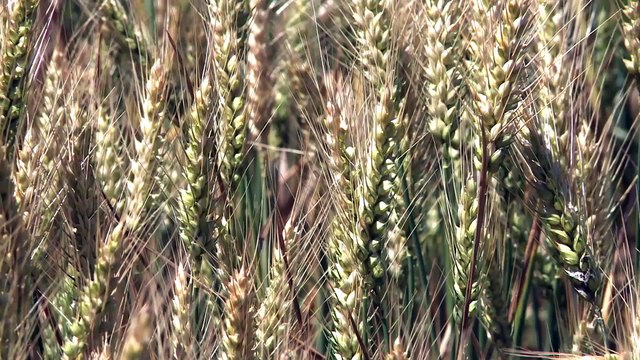 C'est de saison : Dindes fermières, un élevage avec les céréales de la ferme !