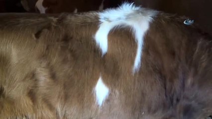 Ayyıldız'a 50 Bin Lira Verdiler Satmadı