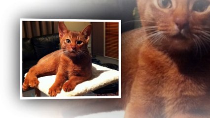 Abyssinian cats - One of the beautiful cats !