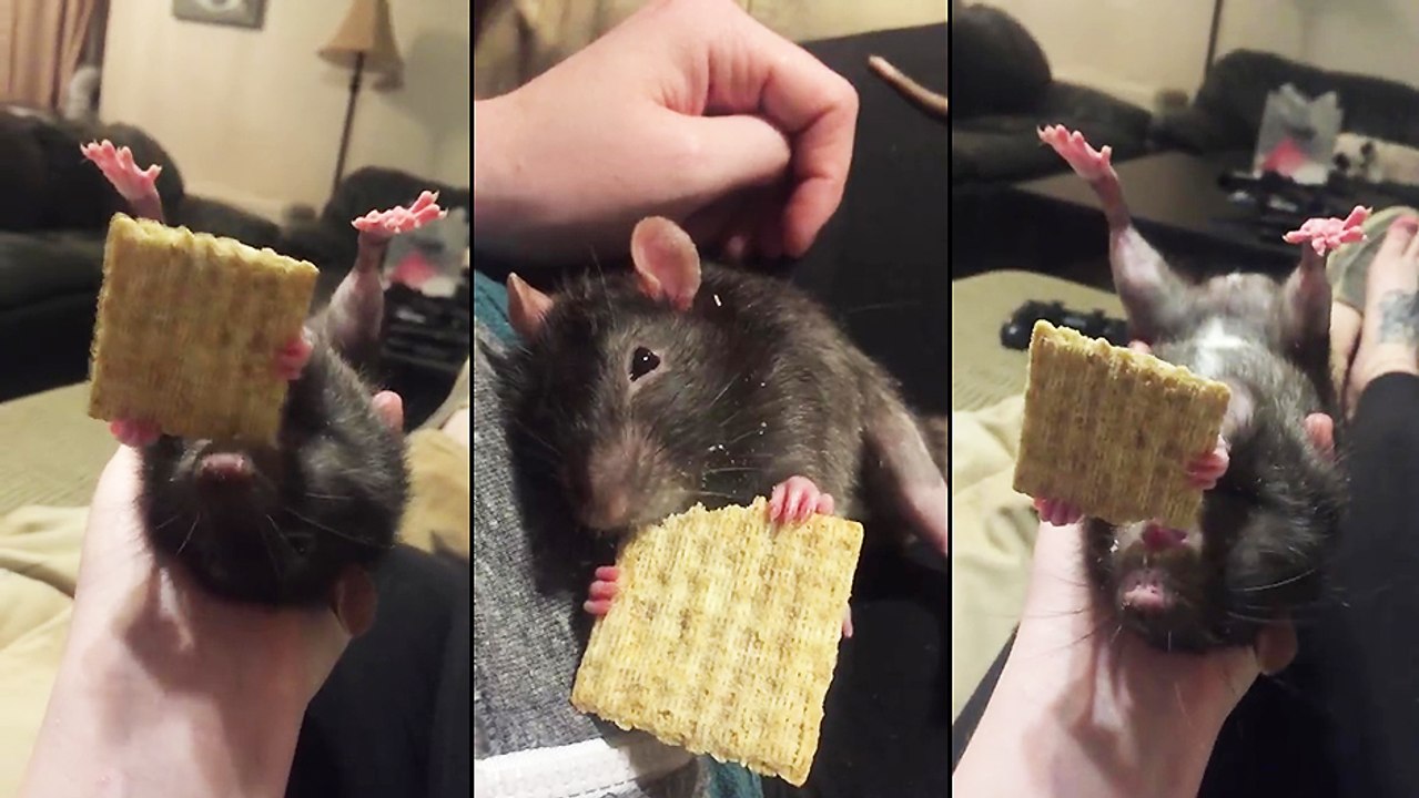 Un rat mange un biscuit sur le dos
