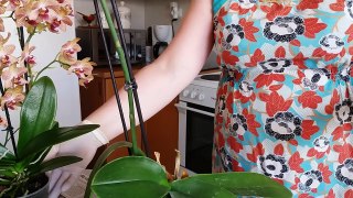 Пересадка орхидеи Фаленопсис с гнилыми корнями.