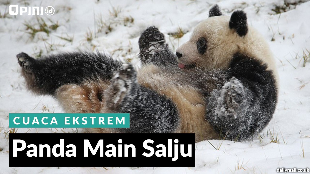 Panda Main Salju