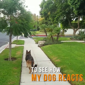 Il se cache et laisse son chien seul... Regardez la réaction du berger allemand! Adorable