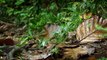 Le chat rubigineux, l'un des félins les plus petits du monde