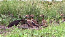 Duck hunting with air rifle, scope cam