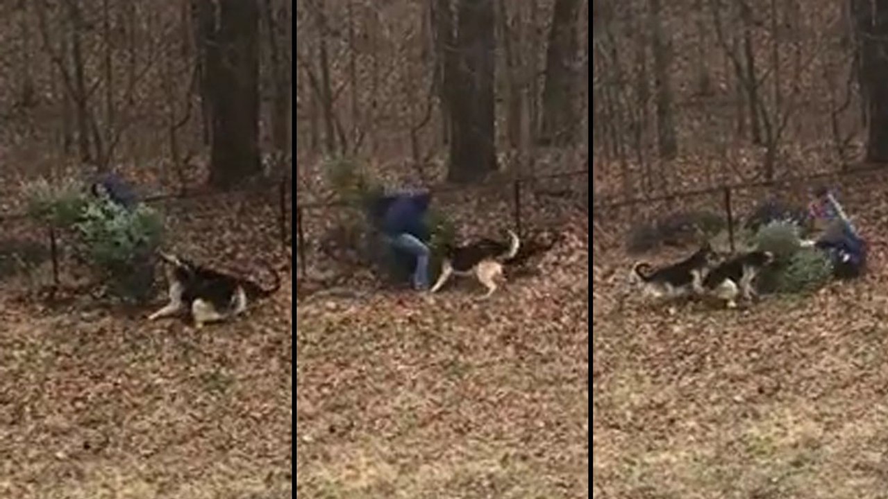 Deux berger allemand refusent que leur maître jette le sapin de noël