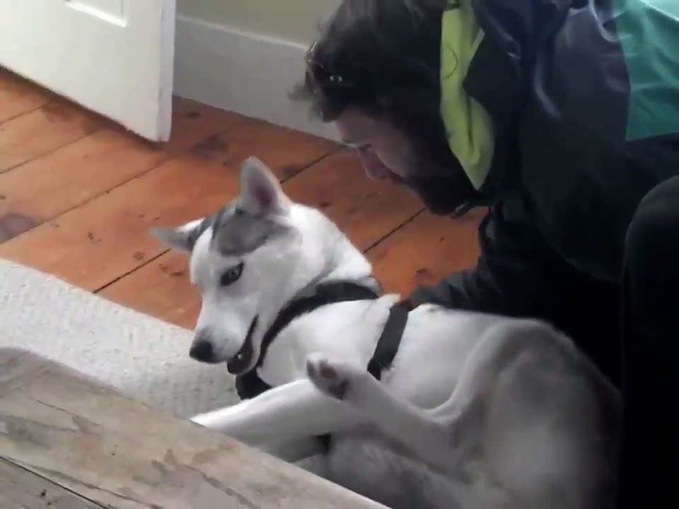 La comédie de ce chien qui ne veut pas sortir dans le froid !