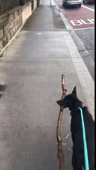 Ce chien ramène tous les jours des bâtons chez lui... ce tas est impressionnant !