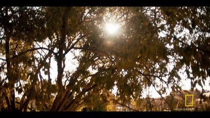 Genius - saison 2 - Picasso - Bande-annonce de la série avec Antonio Banderas (VO)