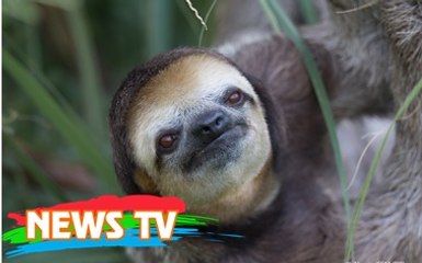 Loài vật lười biếng nhất thế giới