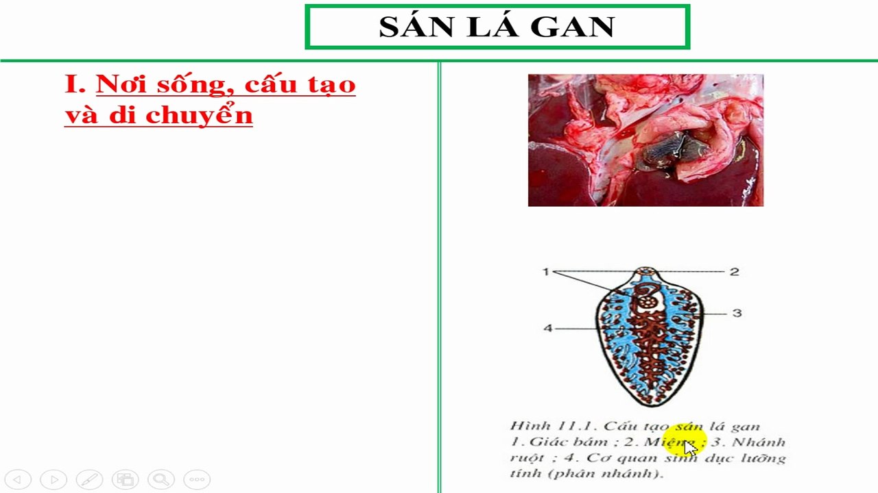 SÁN LÁ GAN