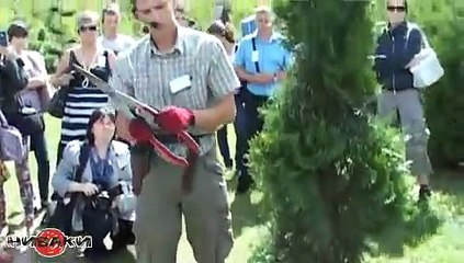 Топиарное искусство - Спираль из туи