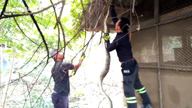 Massive python regurgitates farmer's rooster