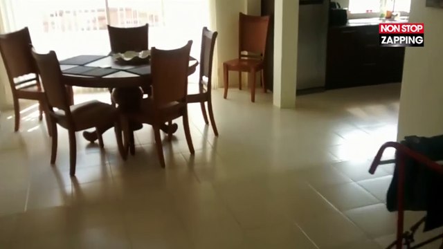 Un homme surprend un drôle d'intrus dans sa maison (Vidéo)