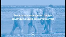 Les animaux sauvages en danger en Afrique à cause de conflits armés