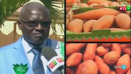 "les différentes variétés de manioc au Senegal" Suivez les explications!