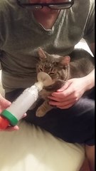 Un chat qui fait de l'asthme prend ses médicaments