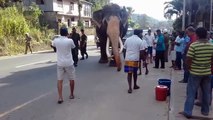 Longest Tusk Ever in the World, Most Beautiful Elephant Ever