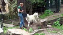 Zoo Berlin- Wolves Feeding Wolf Fütterung - White Arctic Pack of Wolves - Great Scene