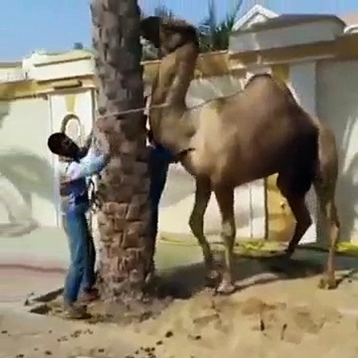 camel funny video