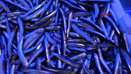 Trabzon Hamsi Karadeniz'e Geri Döndü, Fiyatlar İndi