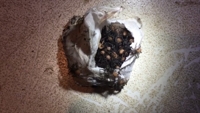 Watch chilling moment dozens of baby funnel web spiders emerge from egg sac