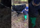 Three-Year-Old Boy Trains Cow With Muddy Walk