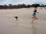 Ce bébé kangourou prend son premier bain de mer et adore ça