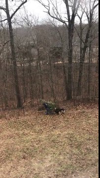 Deux chiens veulent garder le sapin de Noël