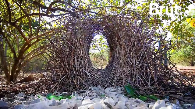 Pour attirer les femelles, ces oiseaux construisent les nids les plus complexes au monde