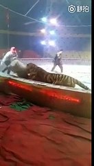 Un tigre et une lionne attaquent un cheval dans un cirque