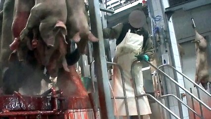 No comeras mas cerdo...