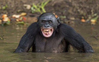 Monkey does different | Monkey in jungle