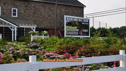 Bamboo   available  now  in Bucks County