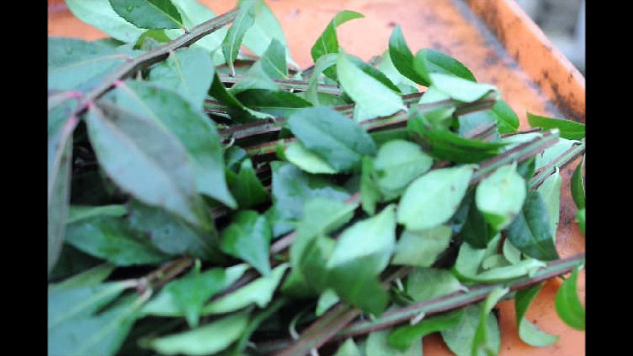 Cheap Burning Bushes....Grow Your Own