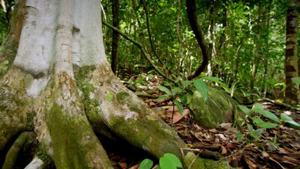 Le plus petit chat au monde
