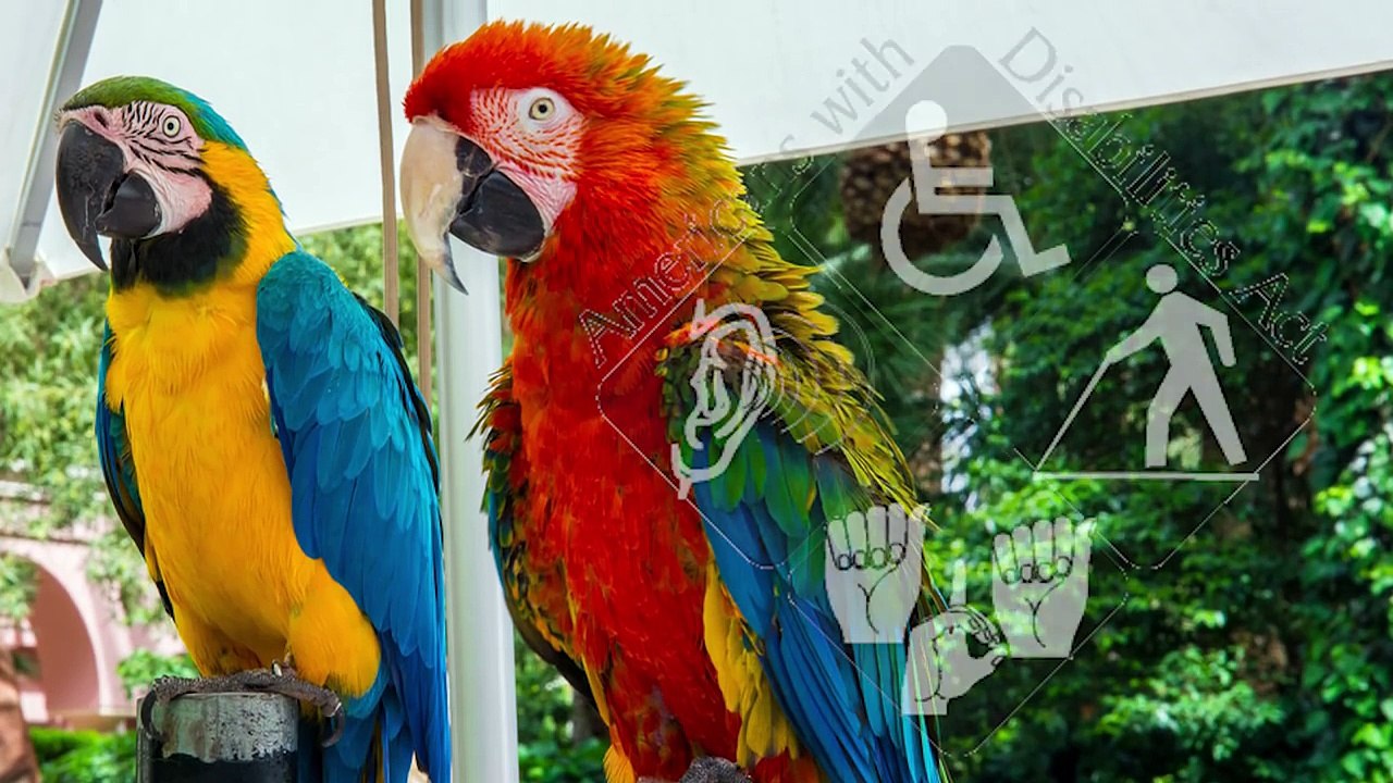 10 Most Incredible Service Animals