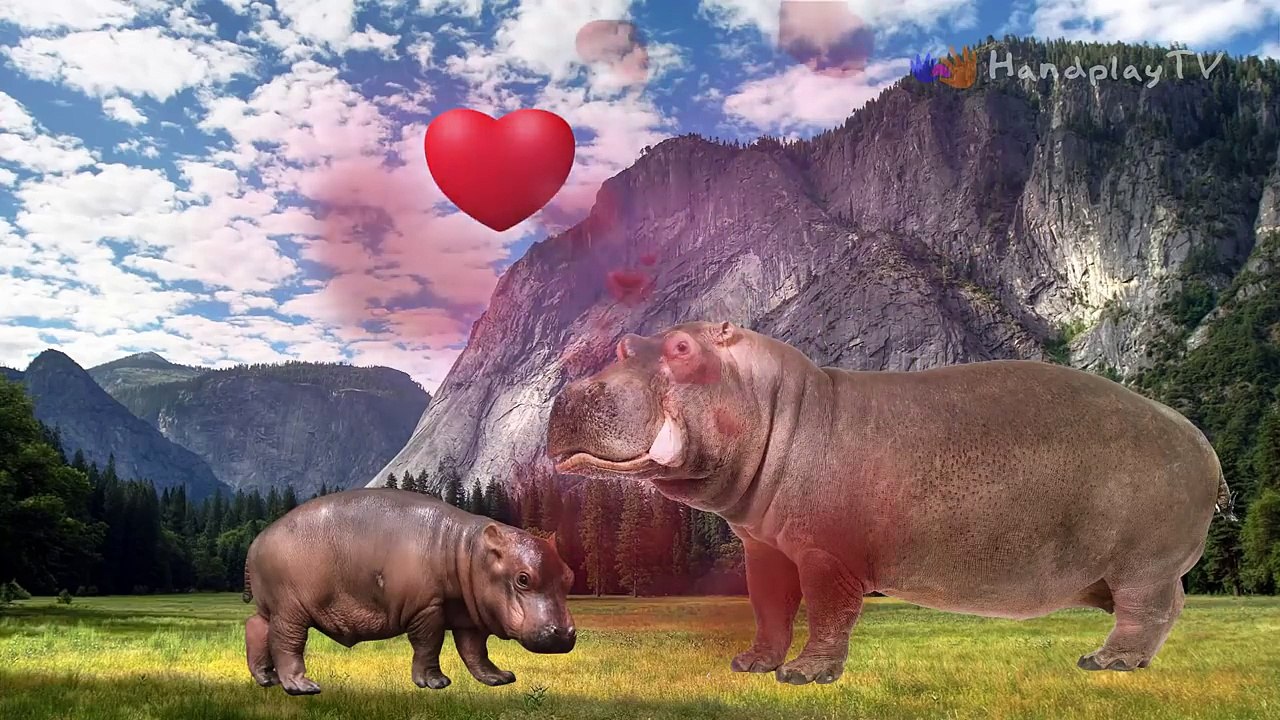 Animals Wild Baby Find Mom, Animals Wild Name and Sounds for Children | HandplayTV Animals for Kids