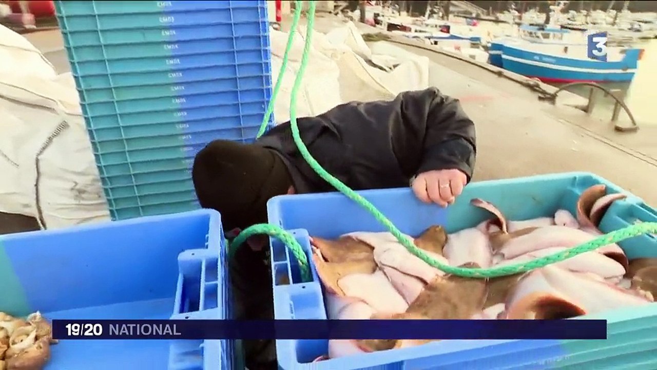 Dunkerque : les pêcheurs inquiets d'une généralisation de la pêche électrique