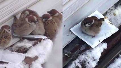 [좋은뉴스] 추위에 떠는 참새 위해 '손난로' 놓아둔 시민 / YTN