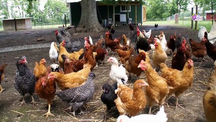 يد مرفوعة لـ 45 عام !! .. لماذا ؟  _ غرائب الاحداث حول العالم - حلقة 36