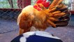Serama chickens - The prince of the chickens