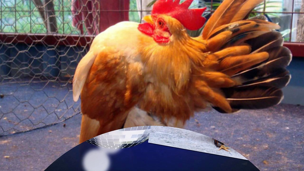 Serama chickens - The prince of the chickens