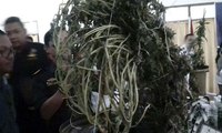 Nekat Tanam Ganja di Rumah, Pria Ini Ditangkap