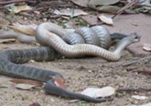 Fight Between Brown Snake and Tiger Snake Captured on Video in Nanneella