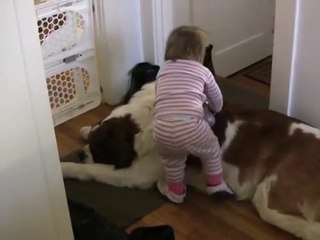 Toddler Tries Ride St. Bernard - (Dog Ai