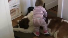 Toddler Tries Ride St. Bernard - (Dog Ai