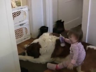 Toddler Tries Ride St. Bernard - (Dog Ain't Having It)